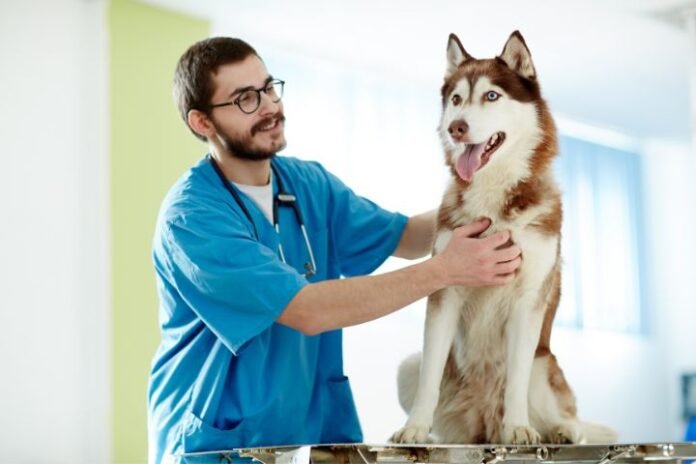 canine abdominal ultrasound